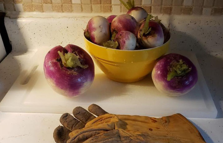 picture of turnips and gloves on a kitchen counter